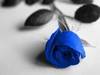 ~ blue rose~