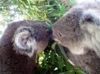 A Koala Kiss