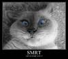 I R SMRT.. When you are around