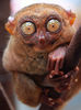 Tarsier - Ya I'm Lookin at You!