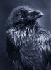 This Raven as a Playmate