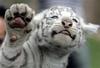 White Tiger Cub Hi-Five