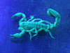 Blue Devil Scorpion