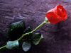 1 red rose