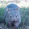 A Happy little wombat