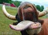 A cow lick