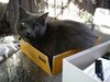 A Pussy Cat in a box!