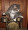 Drum Kitty