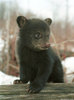 Live grizzly cub