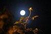 Full Moon Rose