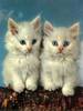 sweet cats