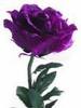 A Perfect Purple Rose