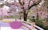 A romantic trip to see sakura