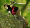 Ninja squirrel