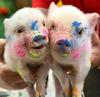 professional pig artists