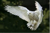 an Snowy Owl Heart Hug