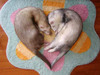 Ferret Love