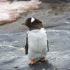 donation for a friendly penguin