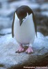 still a bit sad penguin