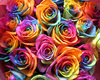 Rainbow of  Roses