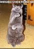 Cats love pickles