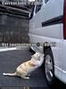 Cats love trips to the vet