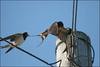 Swallows on a pole