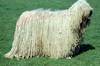 komondor doggie