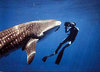 a Swim with e Gentle Whale Shark