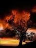 a young, dead, burning tree.