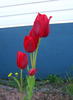 Red Tulip