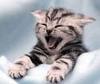 little cat yawning
