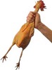 RUBBER CHICKEN!!