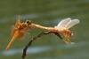 Playful Dragonfly