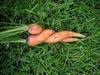 carrot love...