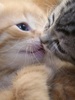kiss of love