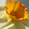 A daffodil for Easter