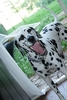 Dalmation Puppy