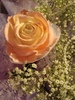 lovely rose for lovely person