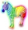 a Gay Zebra!