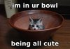 Im in your bowl..