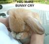 *crying bunny*
