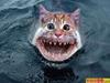 shark cat