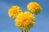 Dandelions for young love