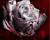Heartsblood Rose