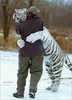 Tigers hug