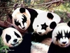 Kiss Pandas