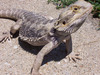 Bearded Dragon (Lizard)