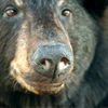 Black Bear