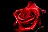 red rose